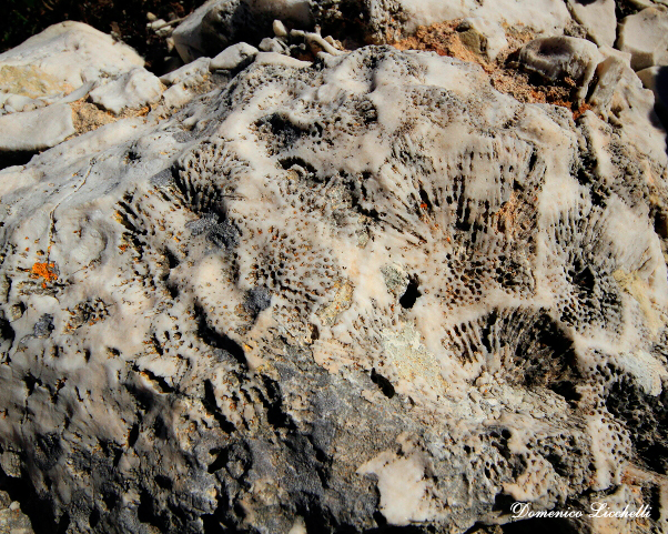 coralli fossili ciolo